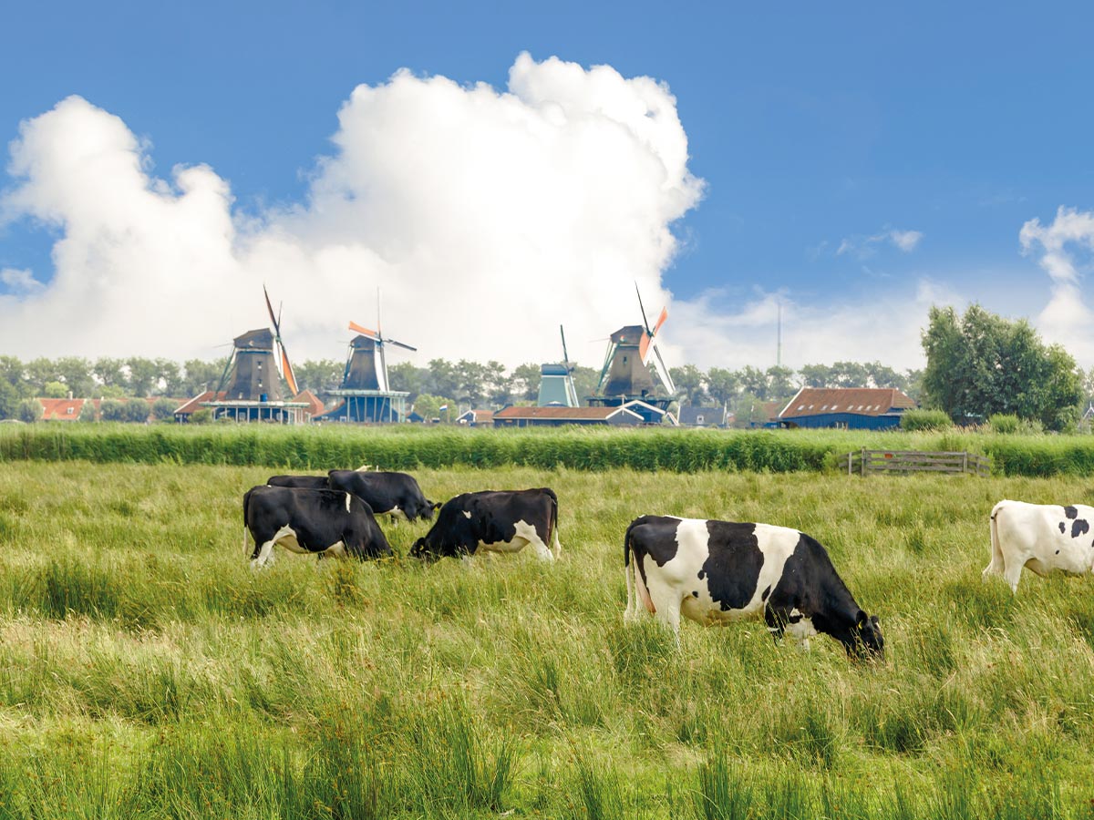 lokaal Zaans, Zaandam, krommenie, Assendelft, west-knollendam, Wormerveer, Zaandijk, westzaan, koog aan de zaan, politieke partij, veld, koeien, molens, fotografie, zaanstreek